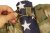 Spiritus Flag Bungee - Multicam